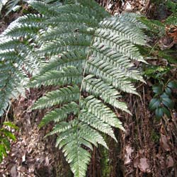 dryopteris erythrosora